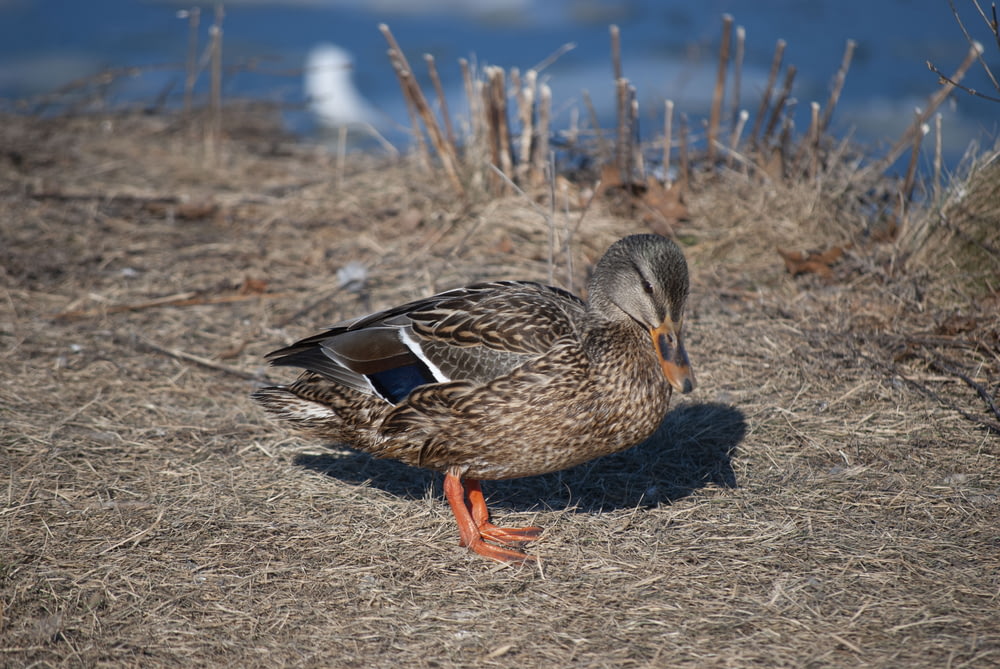 a duck standing on dry grass next to a body of water