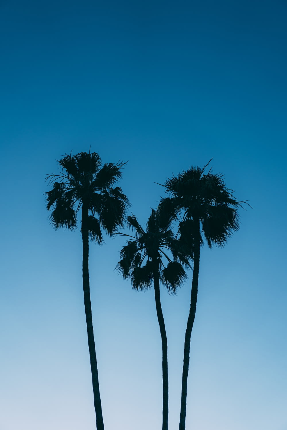 two palm trees are silhouetted against a blue sky