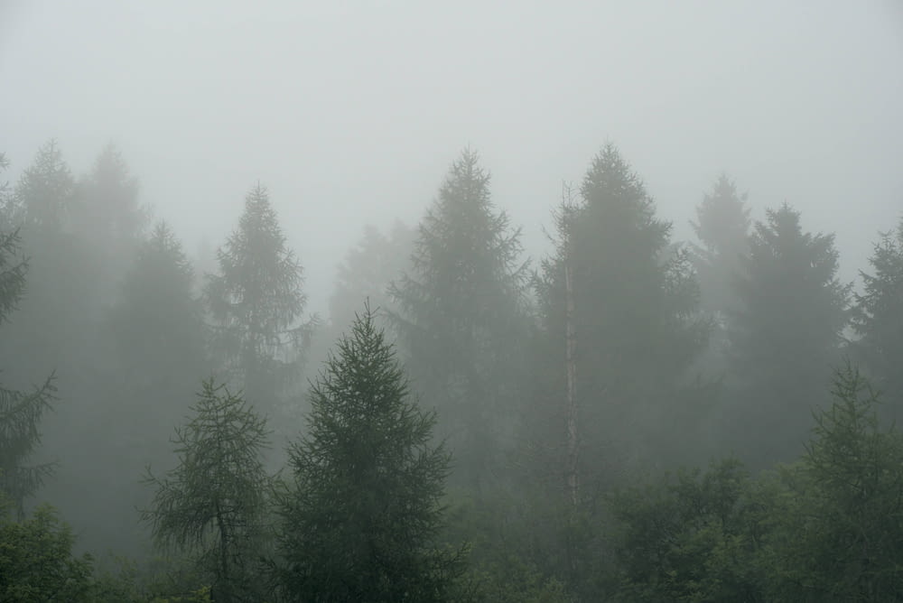 uma floresta nebulosa cheia de muitas árvores