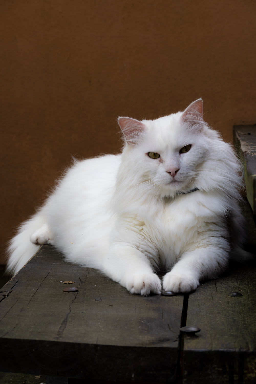 a white cat sitting on top of a wooden table