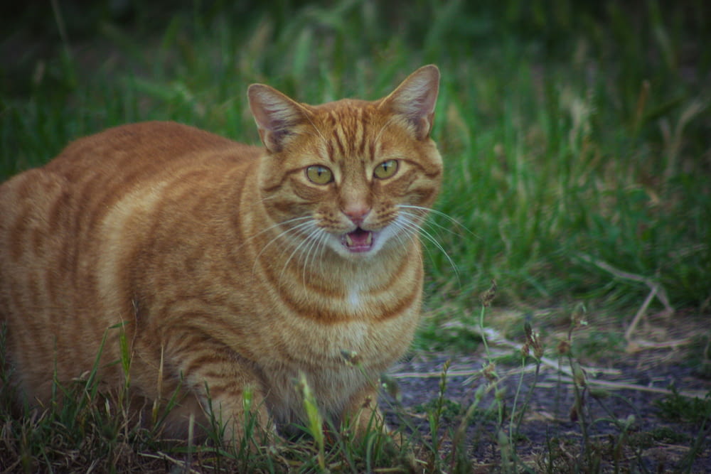 an orange cat standing in a field of grass
