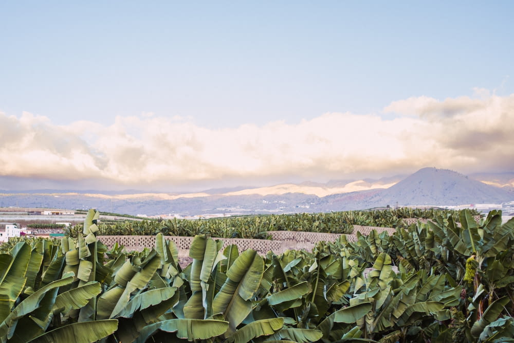 a view of a banana field with mountains in the background