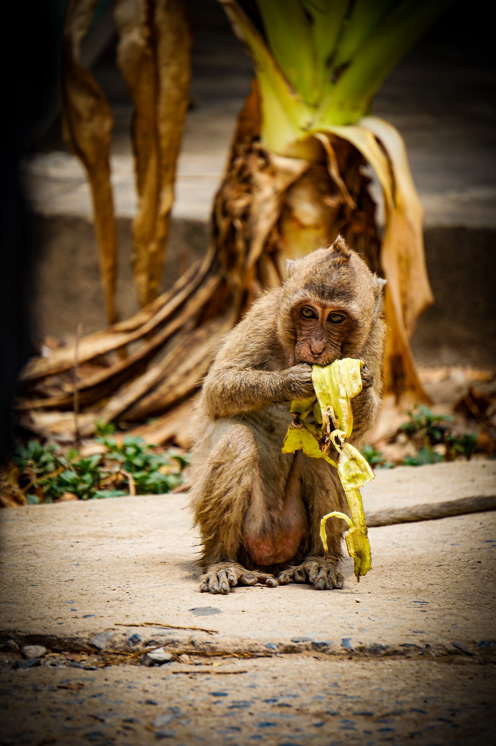 a monkey sitting on the ground eating a banana