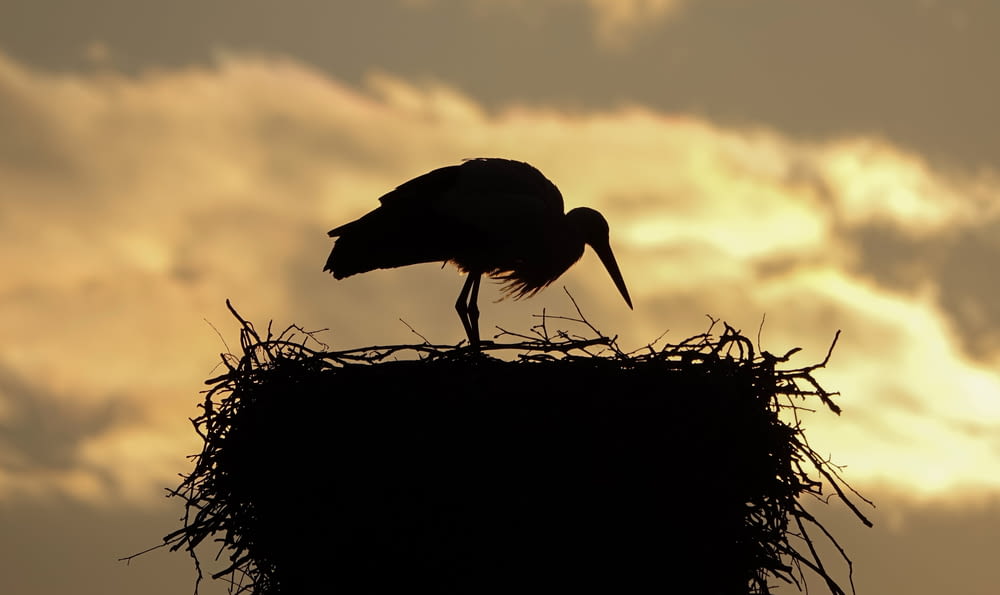 a large bird standing on top of a nest