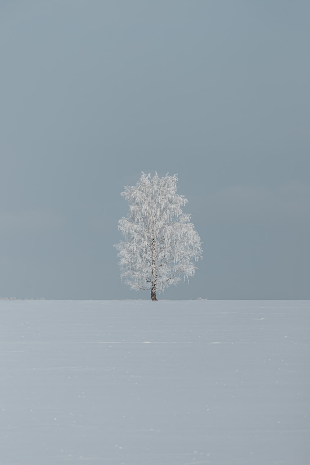 Un árbol solitario se encuentra solo en un campo nevado