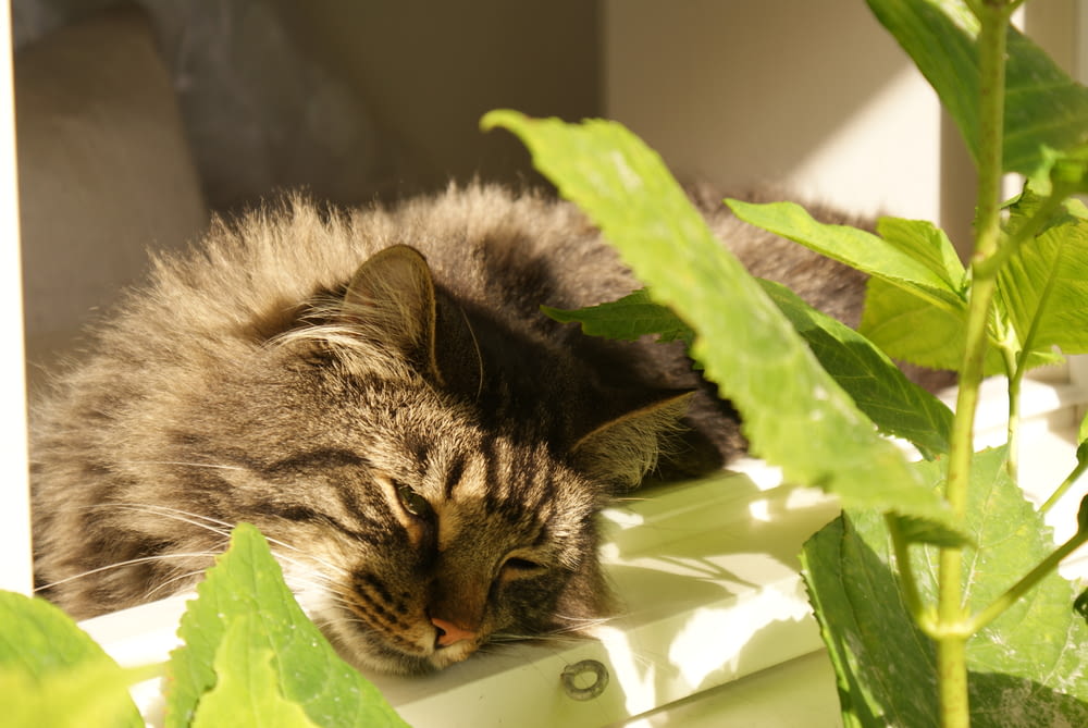 a cat laying on top of a white box next to a plant