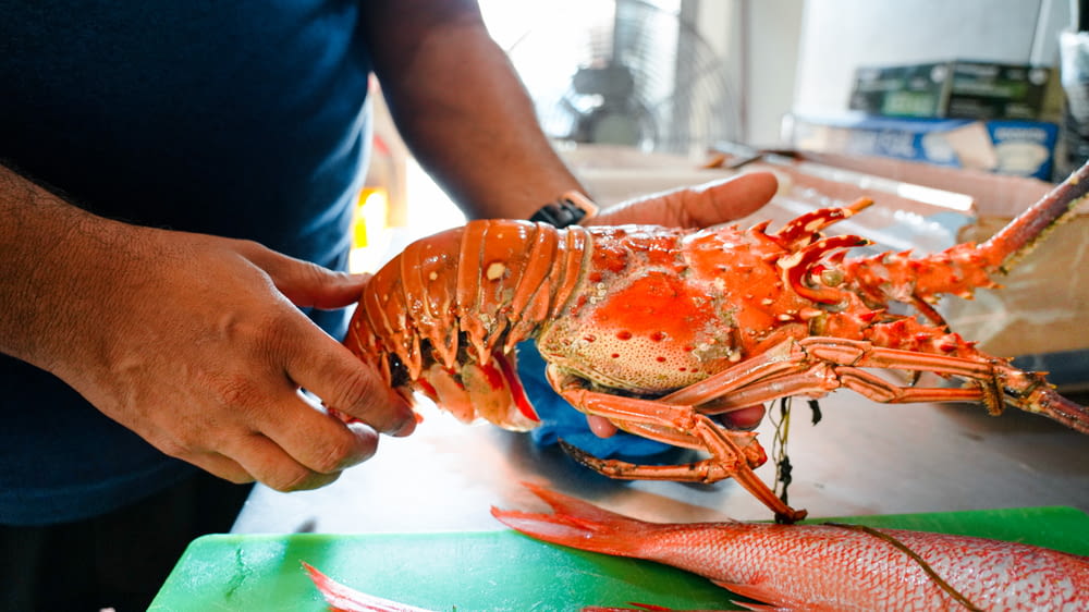 a person holding a lobster on a table