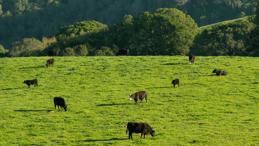緑豊かな丘の中腹で放牧されている牛の群れ