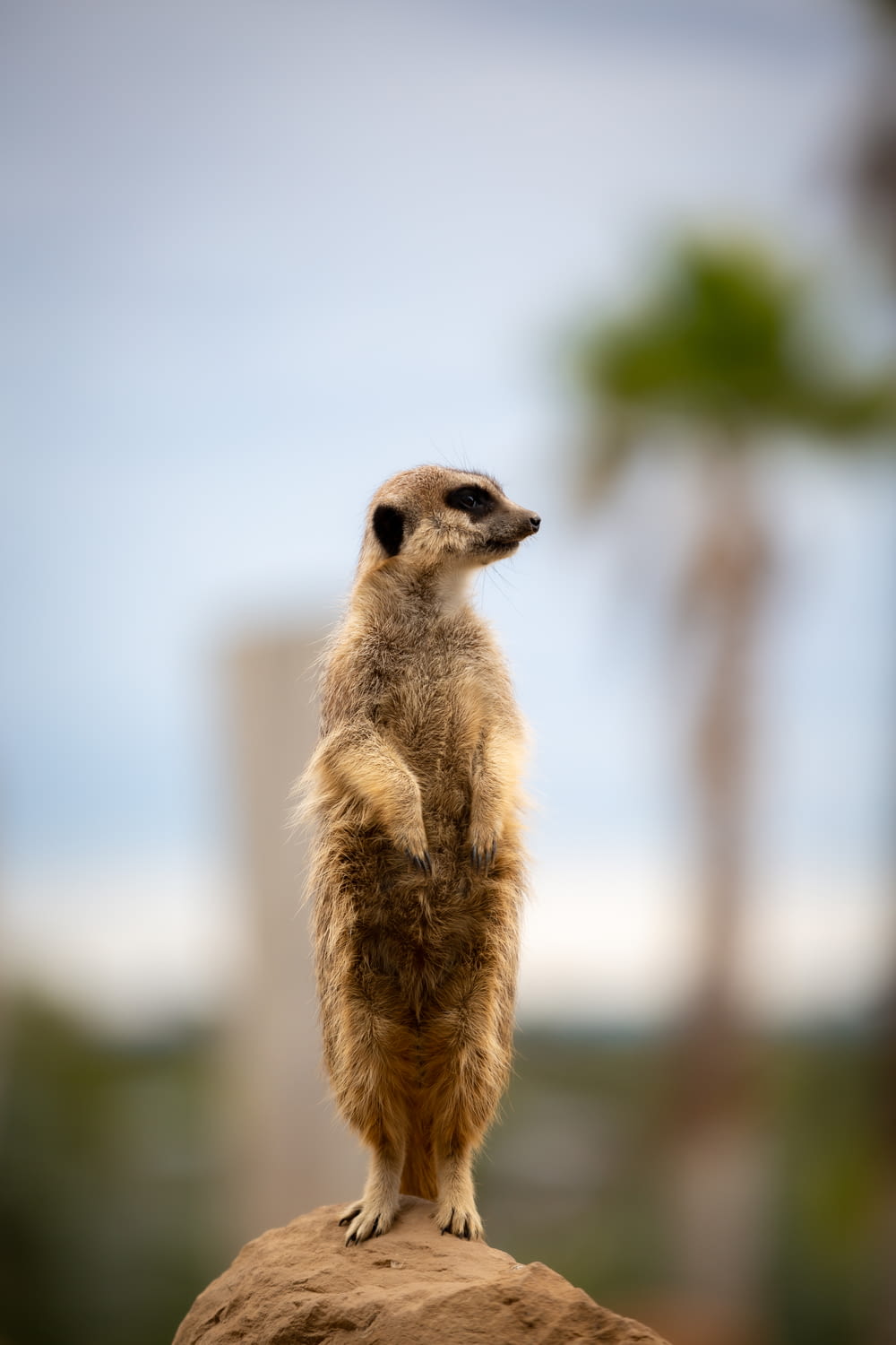 a small meerkat standing on top of a rock