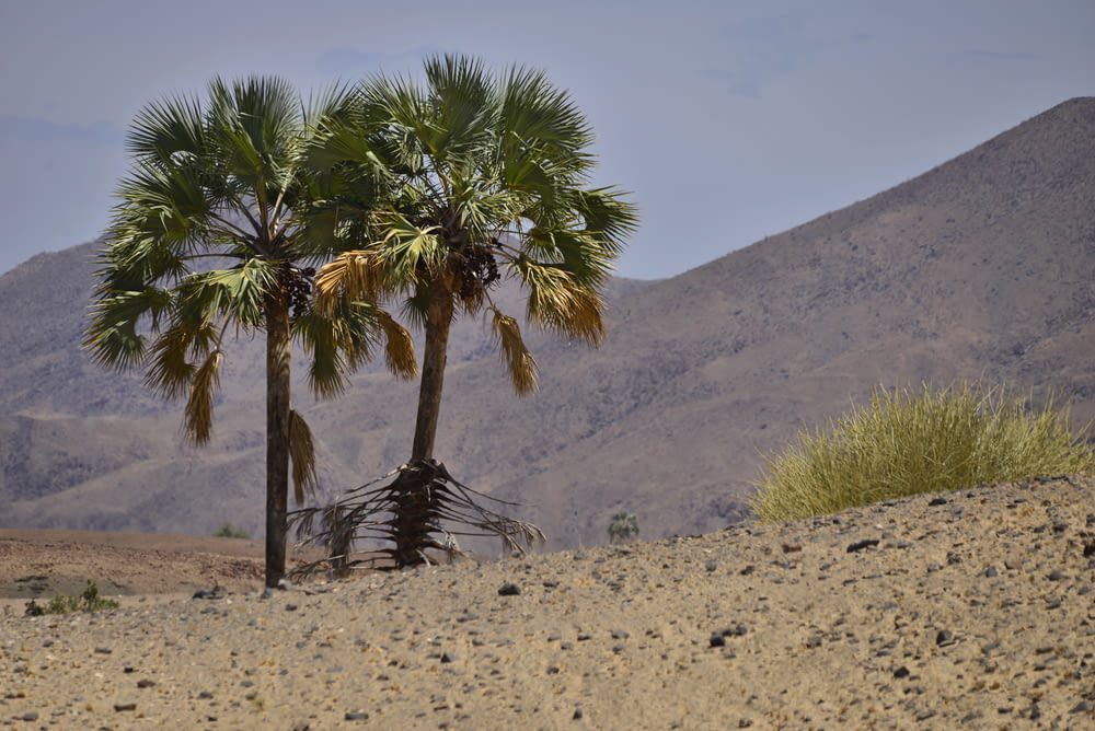 a couple of palm trees sitting in the middle of a desert