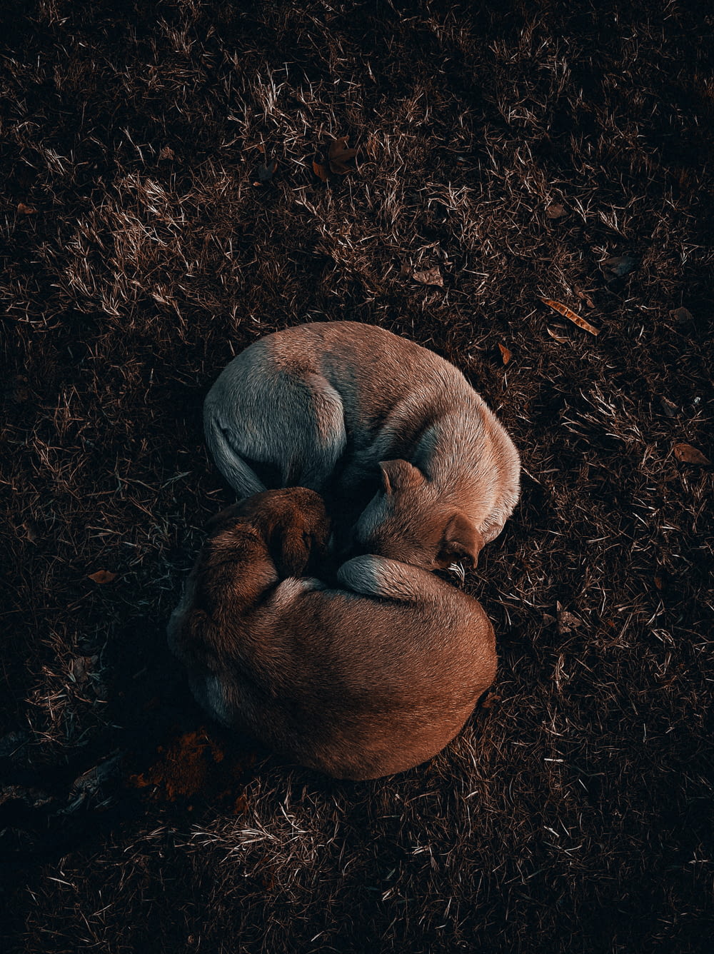 a dog curled up sleeping on the ground