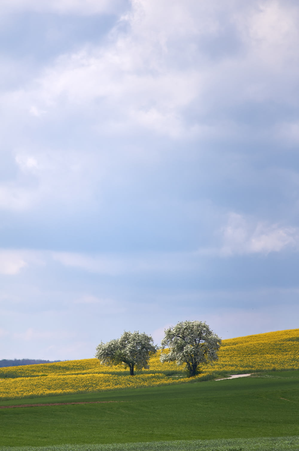two trees in a field of yellow flowers
