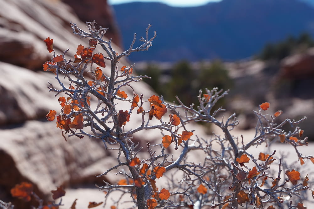 a small tree with orange leaves in a rocky area