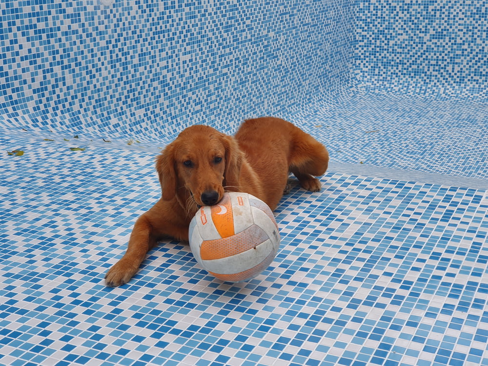 a brown dog laying on top of a pool with a ball