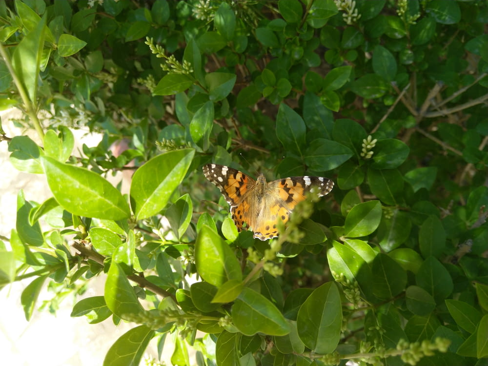 a butterfly sitting on top of a green leafy tree