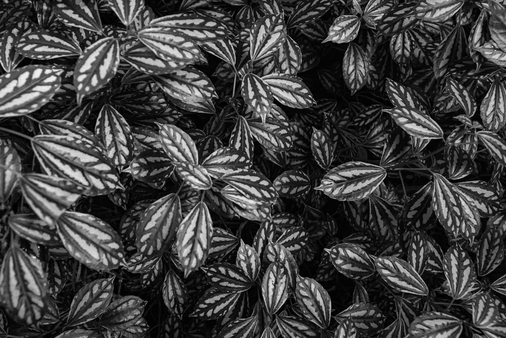 a black and white photo of a bunch of leaves