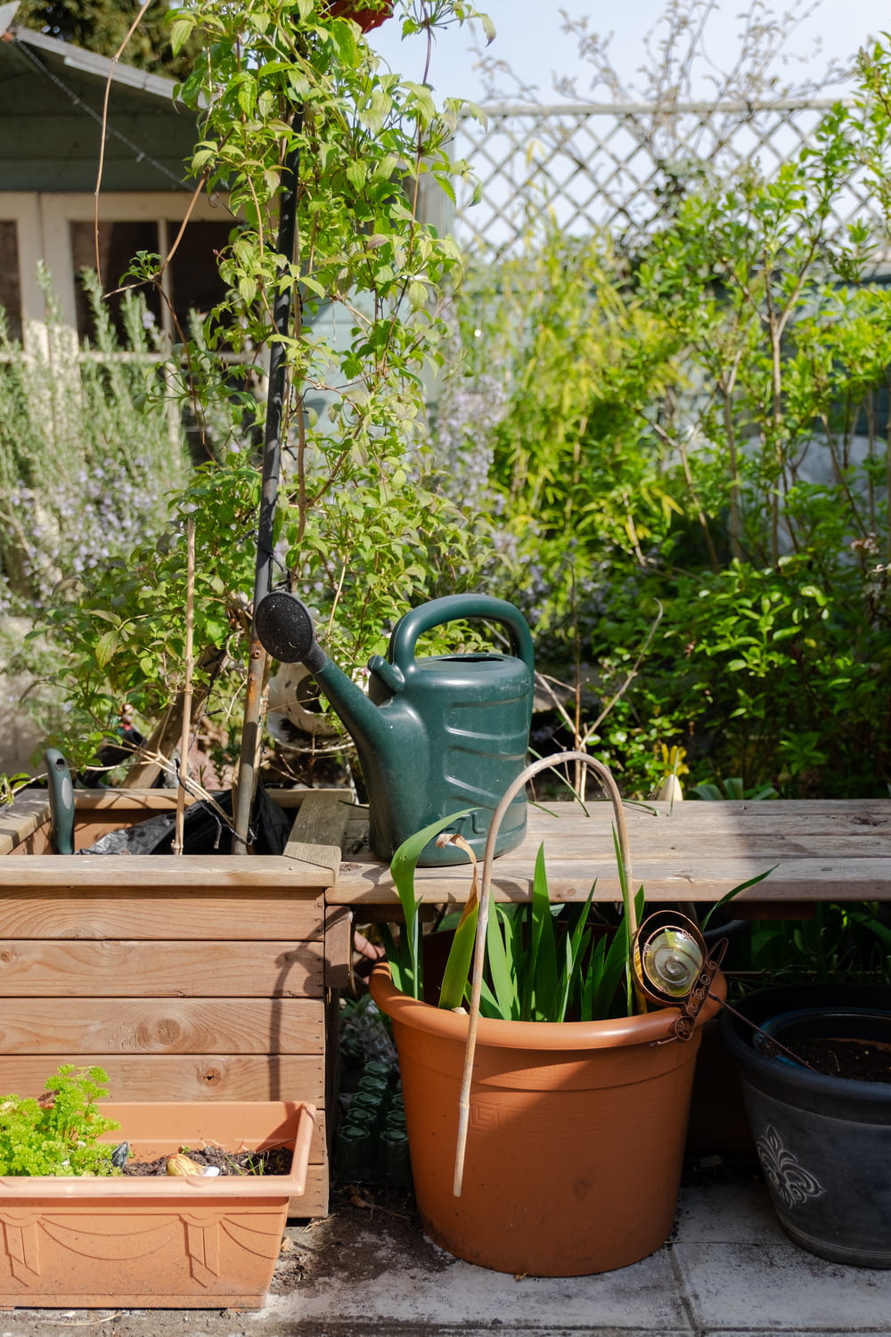 a garden area with potted plants and a watering can
