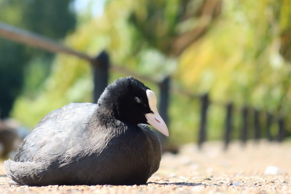 a black and white bird sitting on the ground
