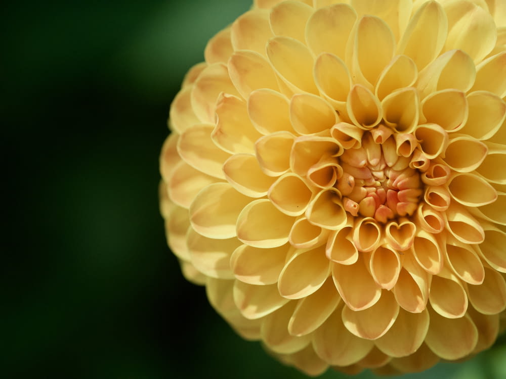 a large yellow flower with a green background
