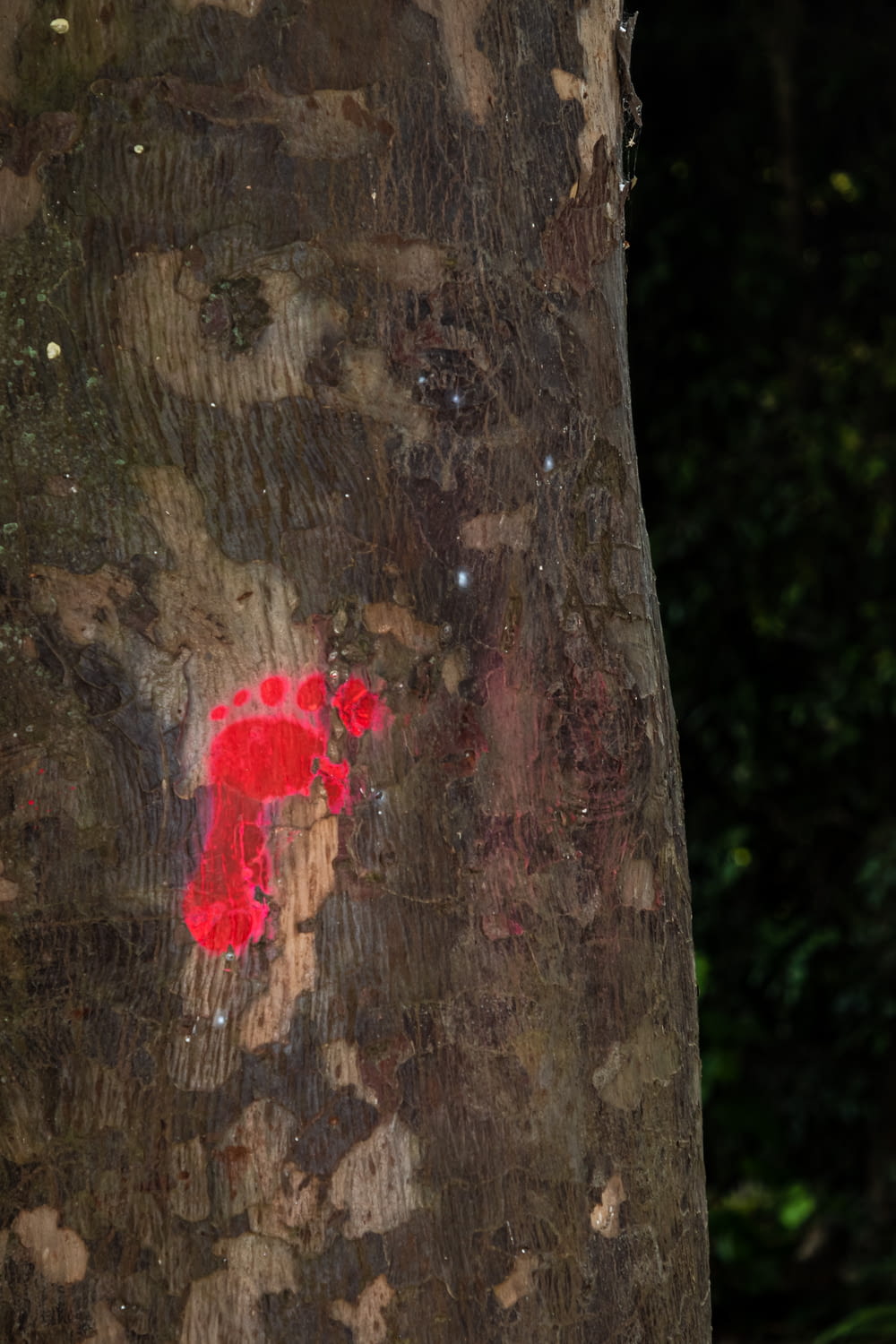 um adesivo vermelho na casca de uma árvore