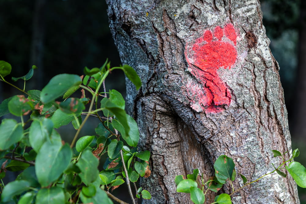 uma árvore com um coração vermelho pintado sobre ela