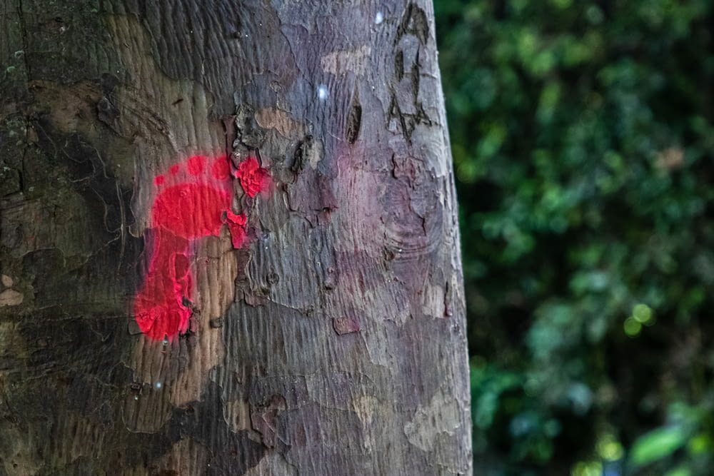 um close up de uma árvore com tinta vermelha sobre ele