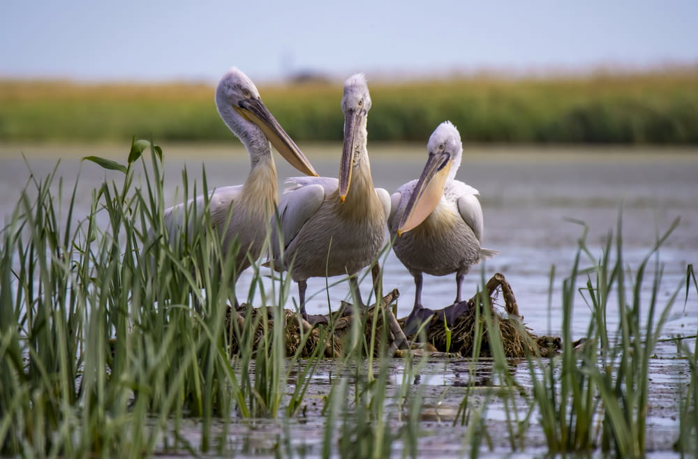 a group of pelicans standing on top of a body of water
