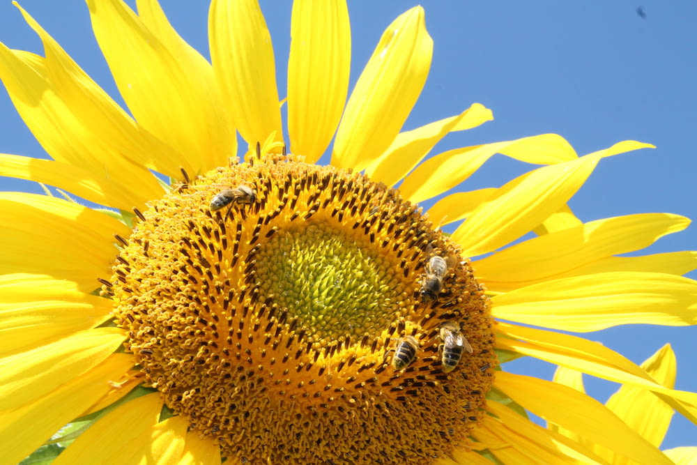 a large sunflower with bees on it