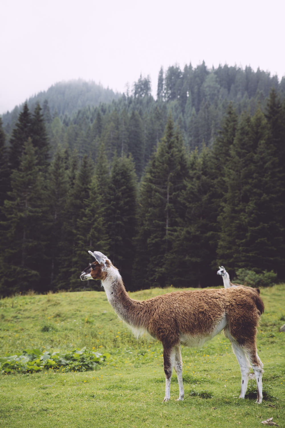 a llama in a field with trees in the background