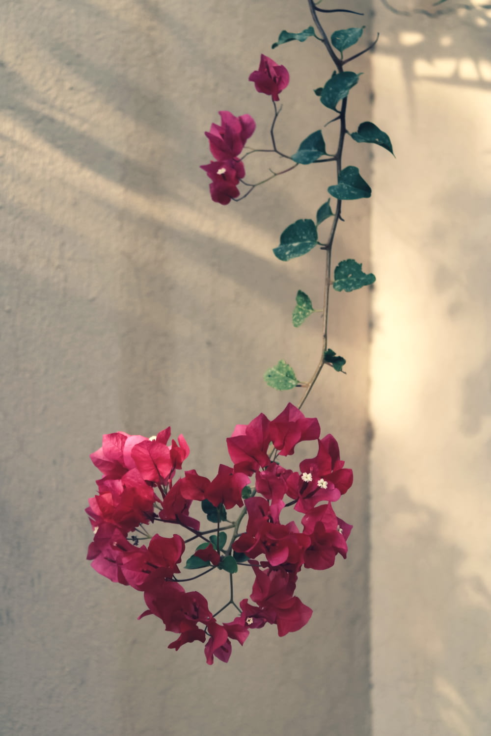 a plant with pink flowers hanging from it's side
