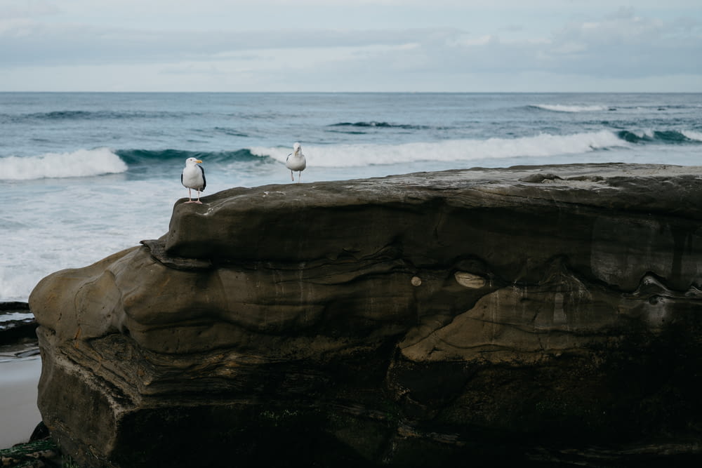 two seagulls sitting on a rock near the ocean