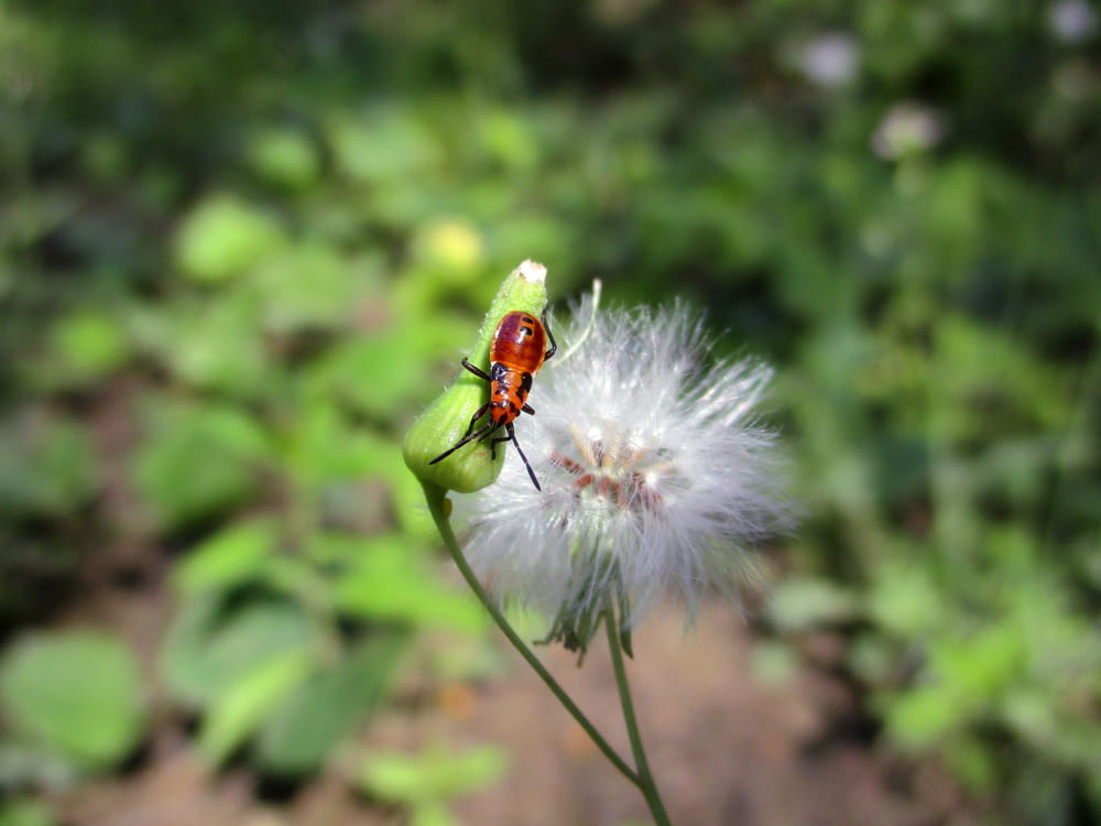 a lady bug sitting on top of a dandelion