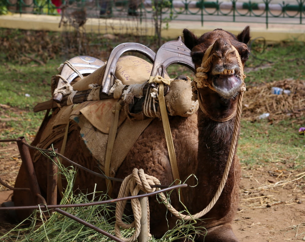 a camel with a saddle on its back