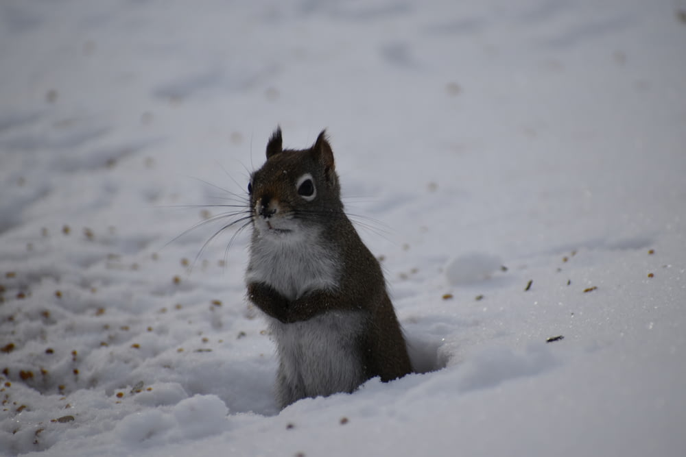 a squirrel sitting in the snow looking at the camera