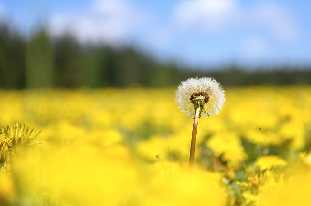a dandelion in a field of yellow flowers