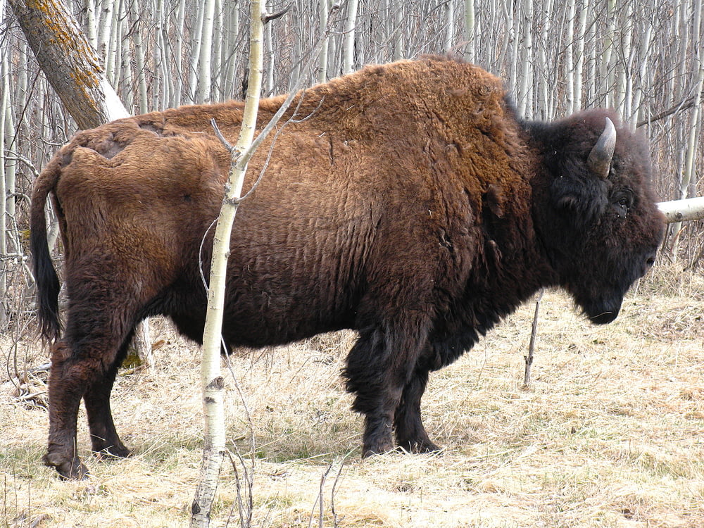 a large bison standing in the middle of a forest