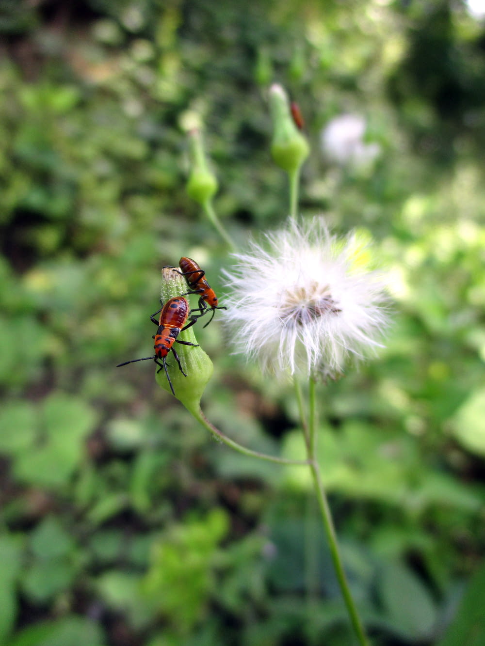 a couple of bugs sitting on top of a dandelion