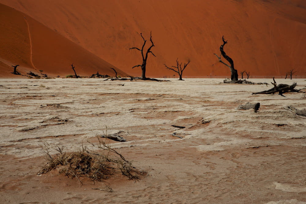 a group of dead trees in the desert