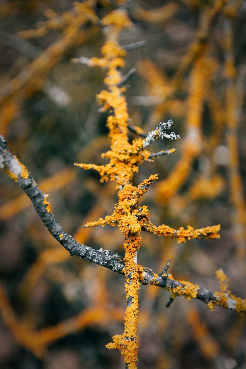 a close up of a tree branch with yellow lichen on it