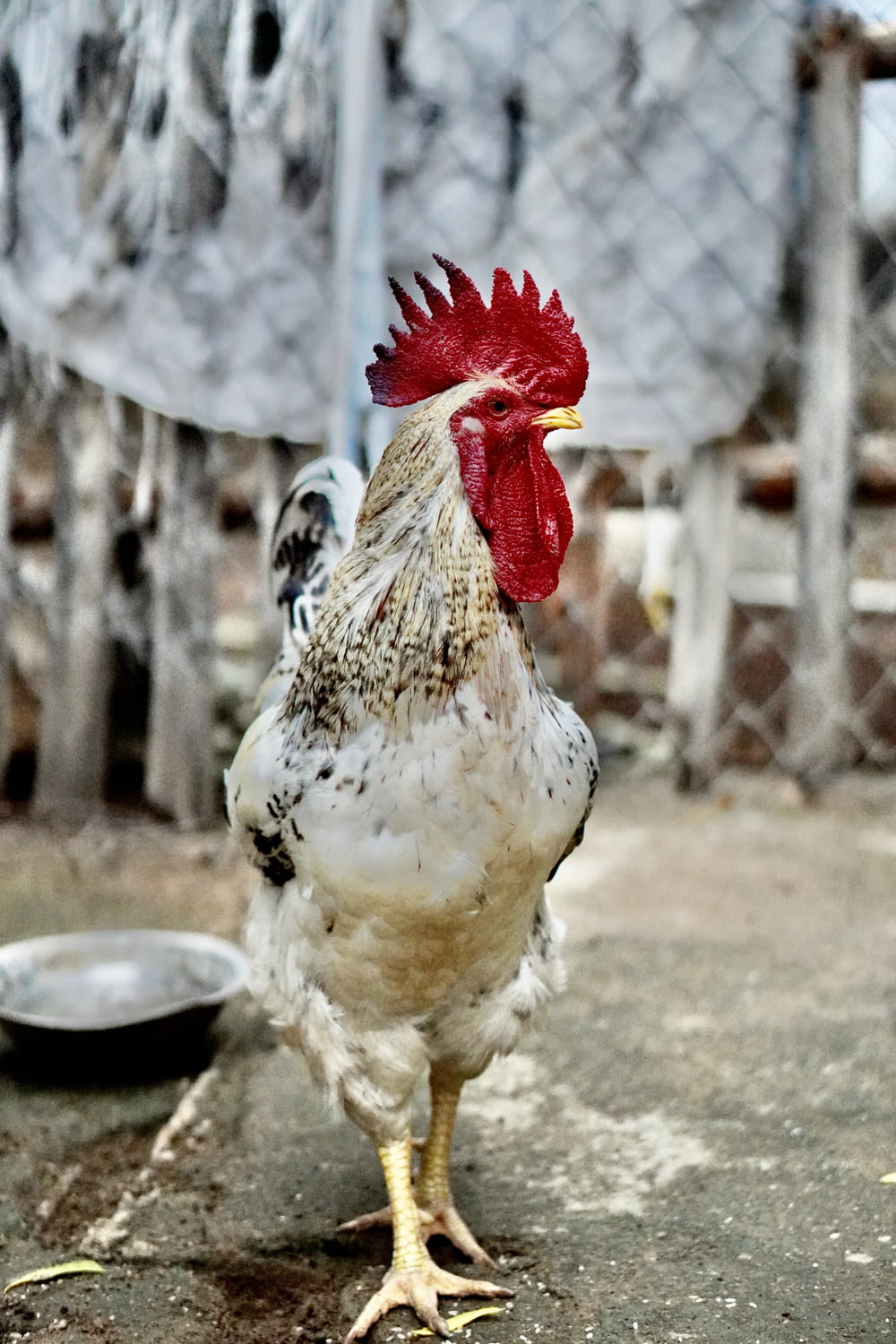 a white and black chicken standing on a cement ground