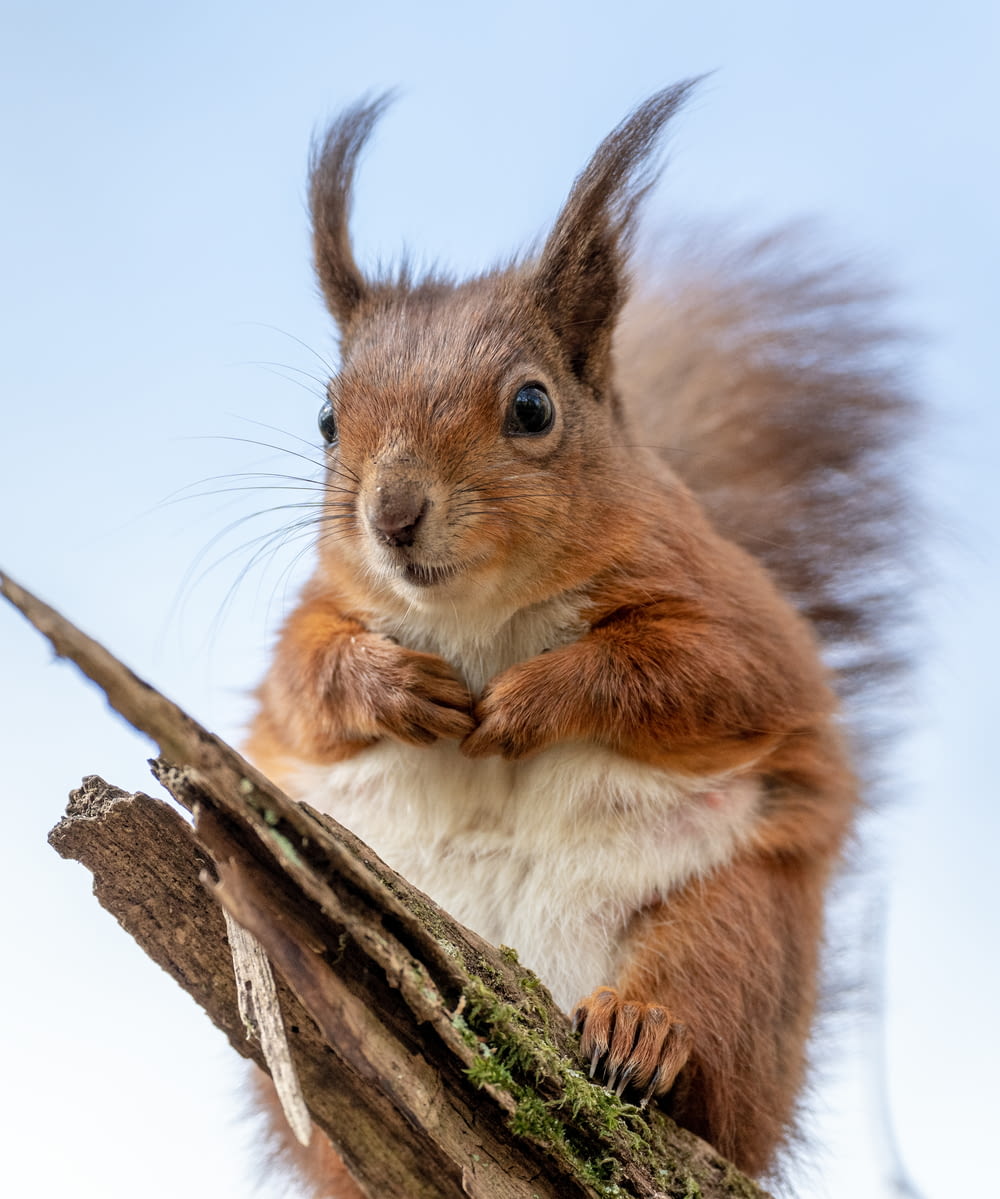 a red squirrel sitting on top of a tree branch