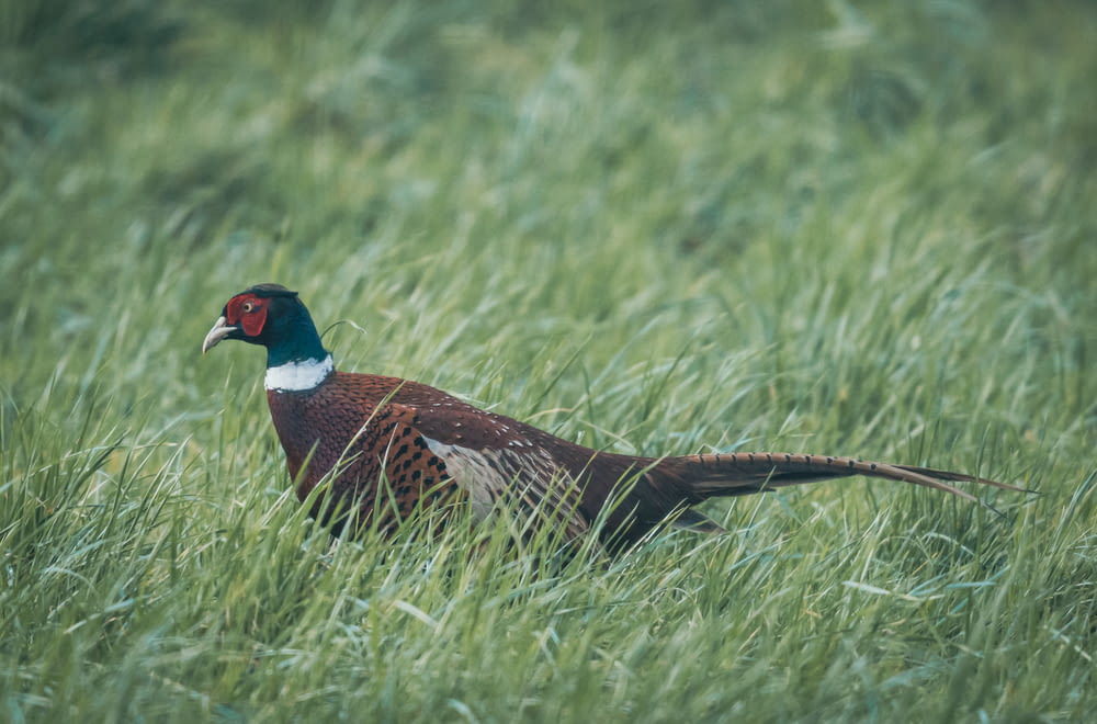 a pheasant standing in a field of tall grass