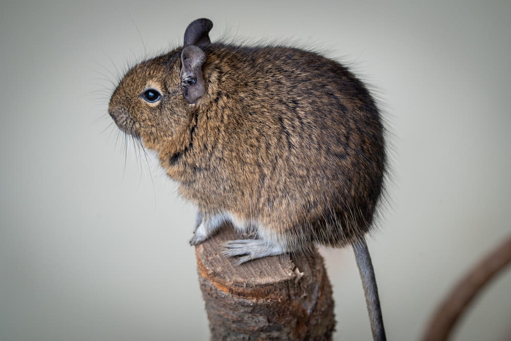 a mouse sitting on top of a piece of wood