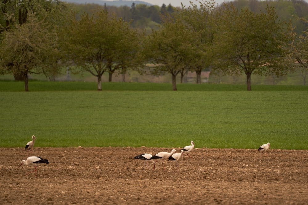 a flock of birds standing on top of a dirt field