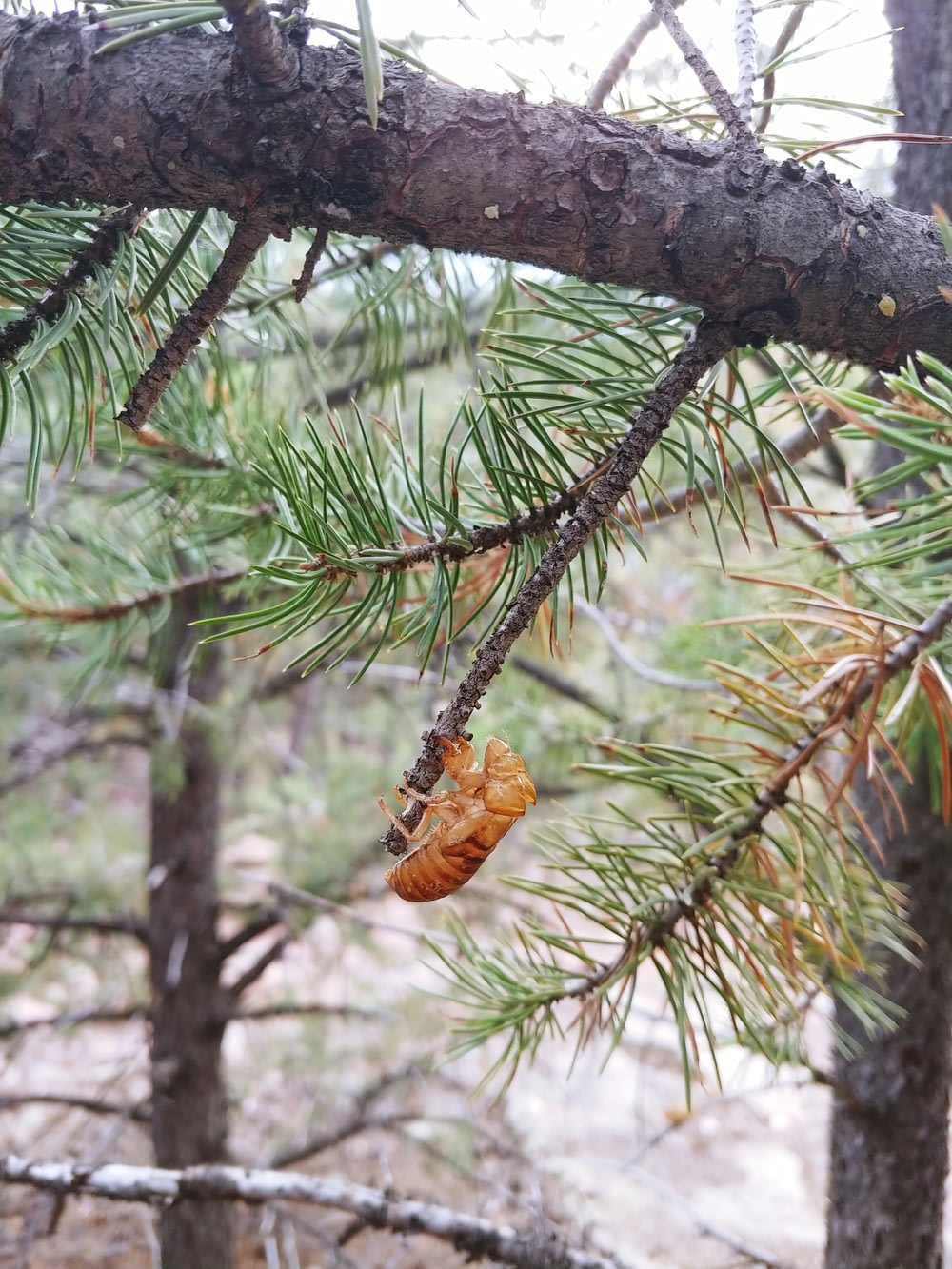 a leaf hanging from a branch of a pine tree