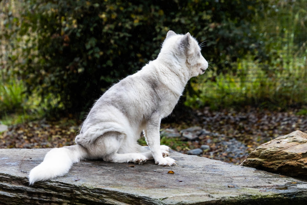 a white wolf sitting on top of a rock