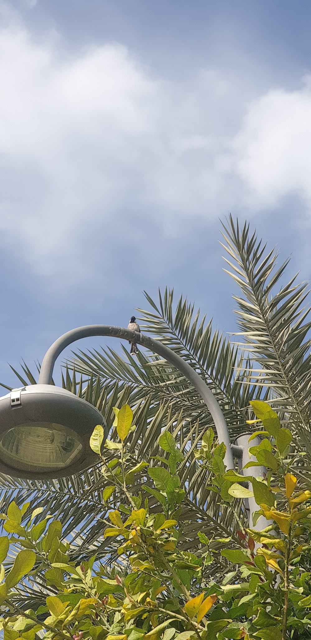 a street light hanging from the side of a palm tree