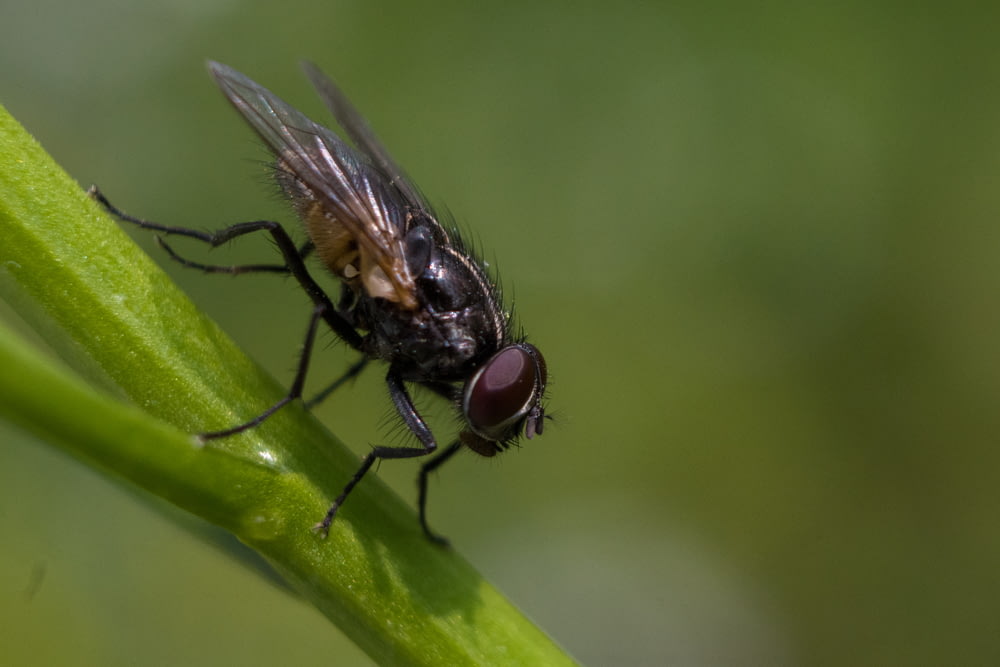 a close up of a fly on a green stem