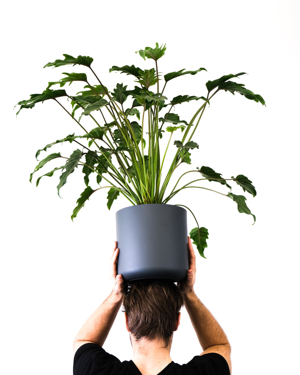 a man holding a potted plant over his head
