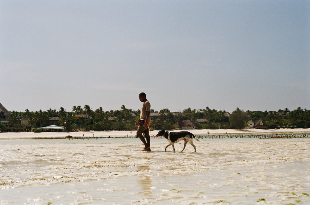 a man and a dog are walking in the water
